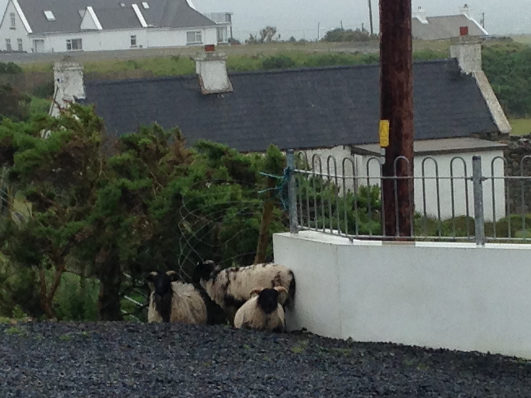降りしきる雨にうずくまる羊の家族。