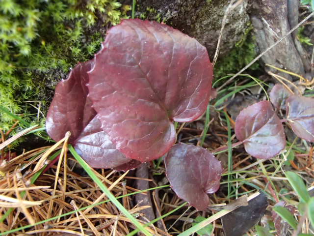 コイワカガミの葉紅葉