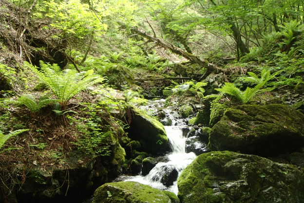 入笠山　おすすめ　トレッキング　ツアー