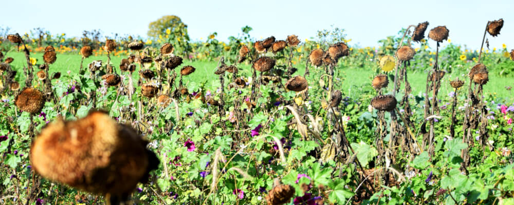 Verblühte Sonnenblumen als Futter und Schutz für Insekten im Herbst und Winter