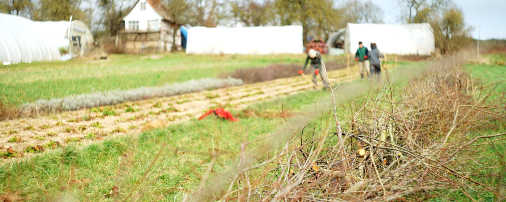 Benjeshecke anlegen im Winter 