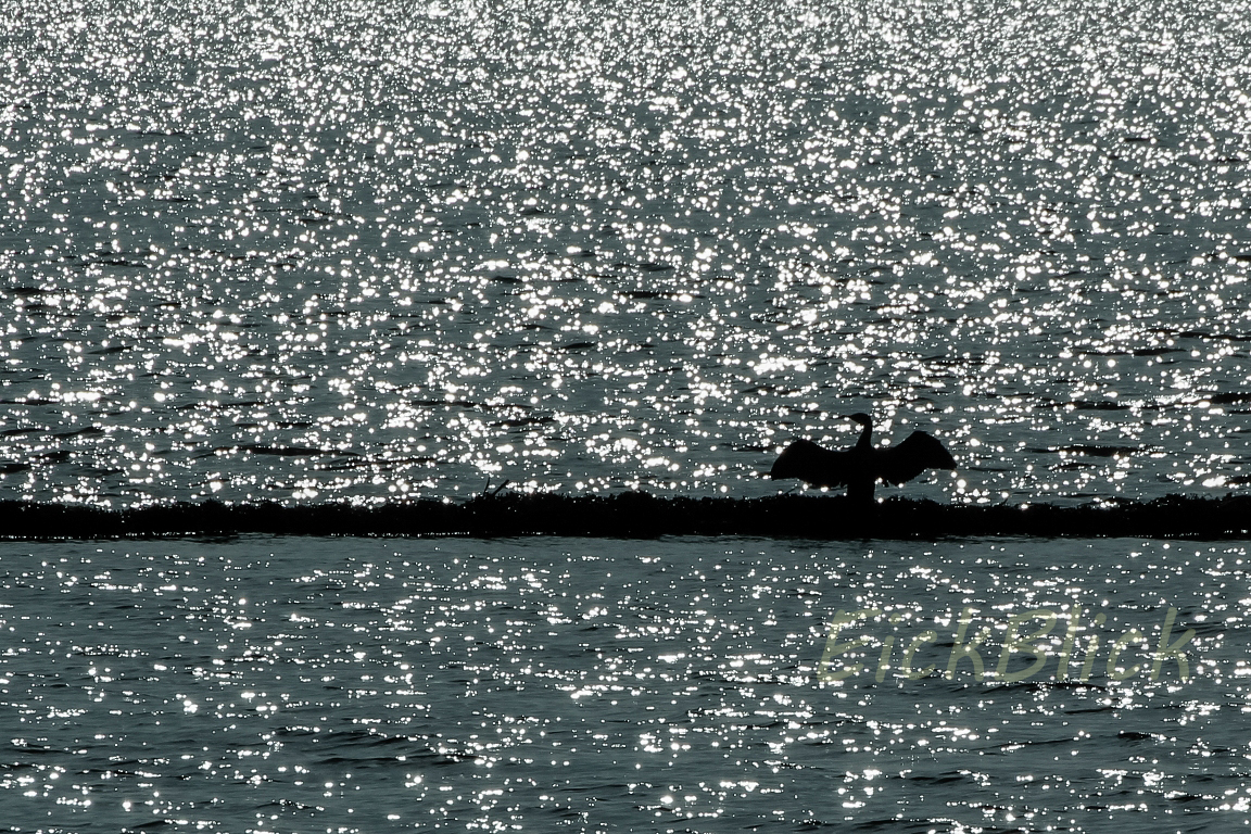 Silouette eines Kormorans vor glitzerndem Meer