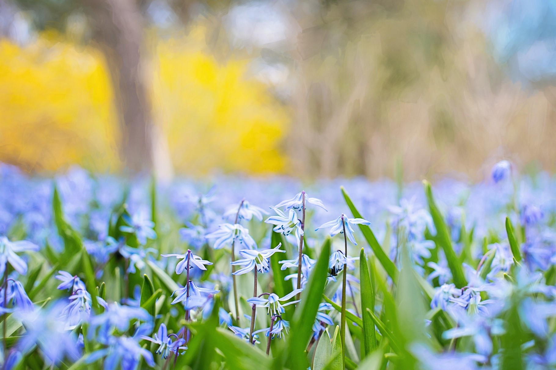 Allergien im Frühling?