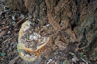 Met boomverzorging in Borger kun je weer zonder zorgen genieten van je bomen ✓ETW gecertificeerd ✓Actief in heel Nederland 