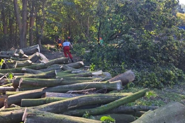 Zie je door de bomen het bos niet meer? Wij kunnen jou met boomverzorging in Westerbork volledig ontzorgen.