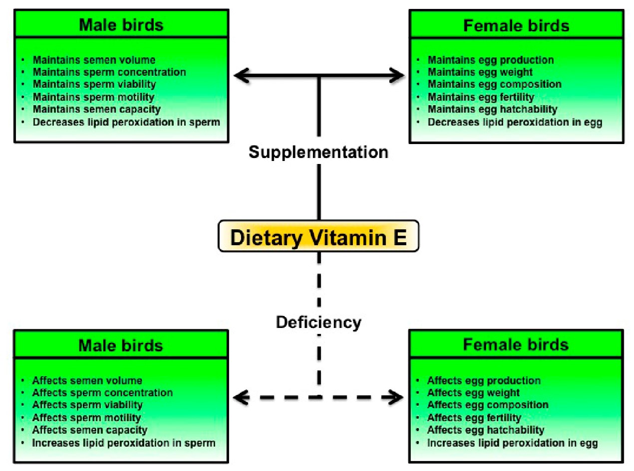 Vitamine E en selenium De website van Kevin Clijmans!