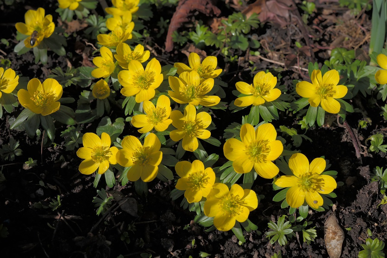 Eranthis hyemalis Winterling ZWIEBELN/KNOLLEN staudenraritäten.ch