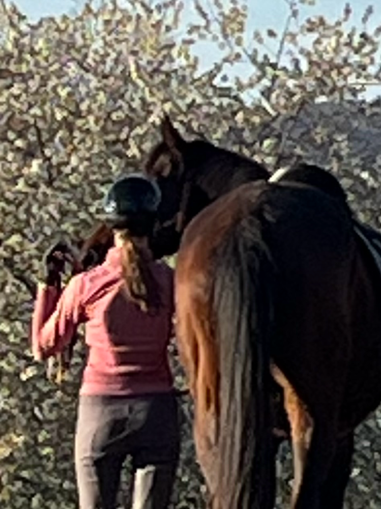 Unterricht Bodenarbeit mit Pferd und reiten für Kinder, Jugendliche und junge Erwachsene in Konz