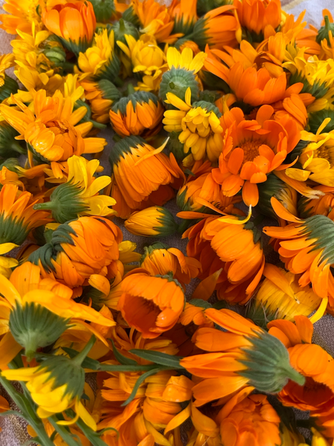 Naturheilkunde Workshop Calendula Spitzwegerich Gänseblümchen Löwenzahn Salbe Tinktur Naturheilkunde Workshop für Tier und Mensch