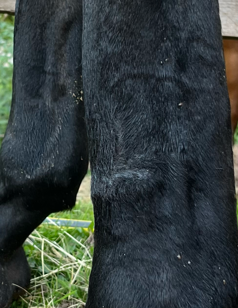 So sieht die Narbe vom oberen Bild übrigens inzwischen aus.
