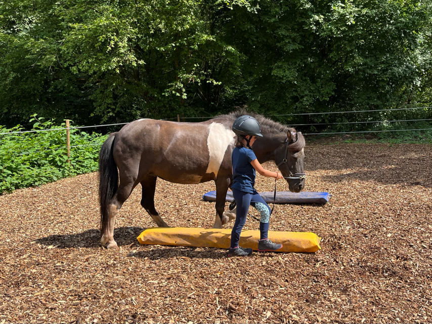 Dualini - das Geitner-Programm für Kinder: sicherer Umgang mit Pferden und Ponys am Boden und aus dem Sattel