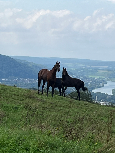 Gesunde Pferde durch ein pferdegerechtes Umfeld mit Bewegung und Sozialkontakt sowie gesunderhaltendem Training