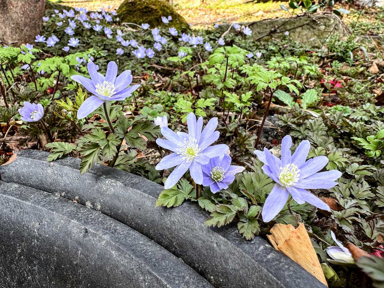 平祐奈さんの性格・運気・運勢とは？