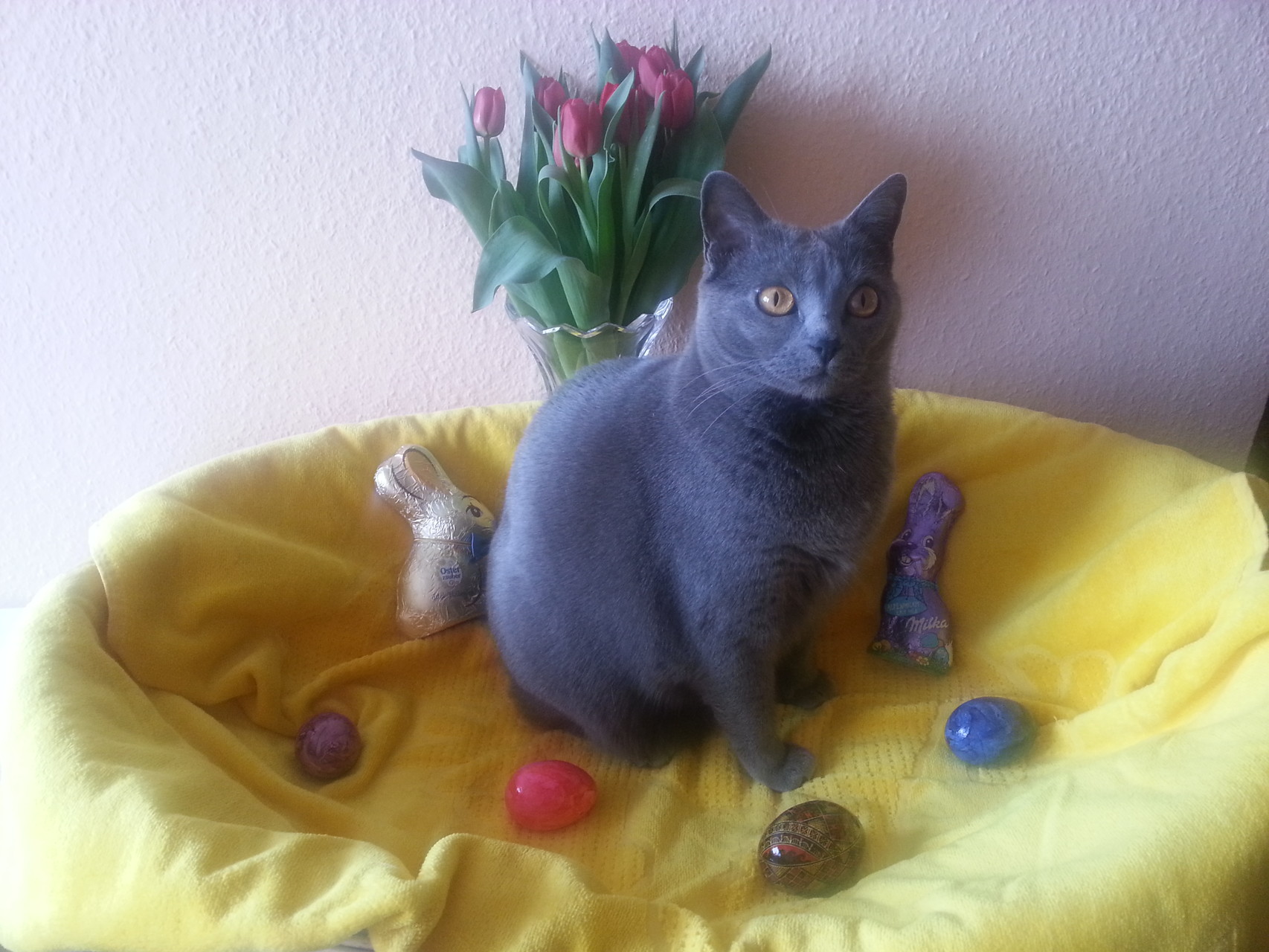 Amy am Ostersonntag 2016