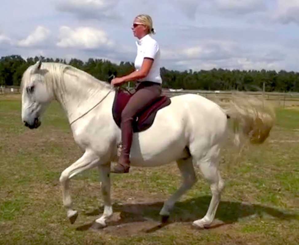 Natural Horsemanship & Piaffe