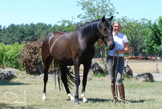 Trakehner Jungpferd