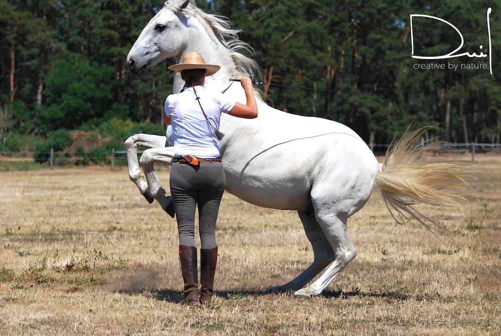 Natural Horsemanship & Hohe Schule