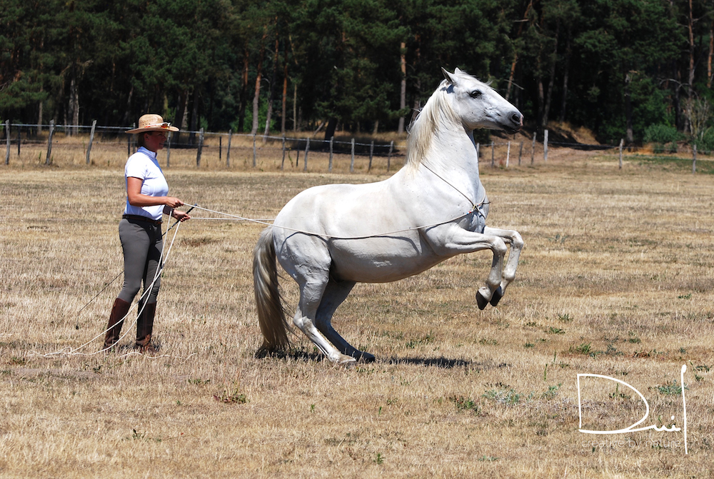 Parelli Natural Horsemanship