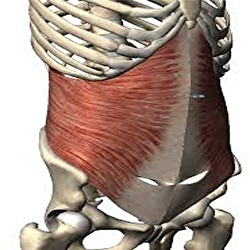 腹横筋解剖図