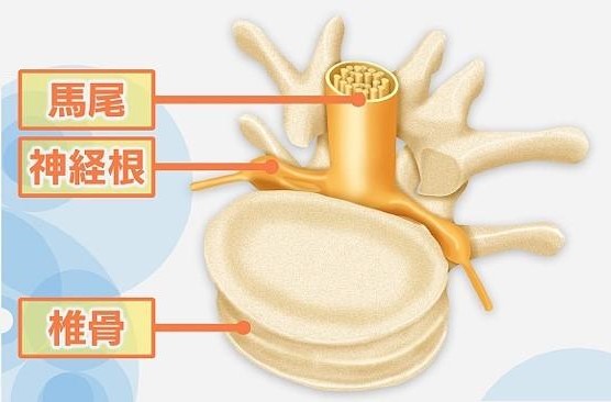 椎体の解剖図