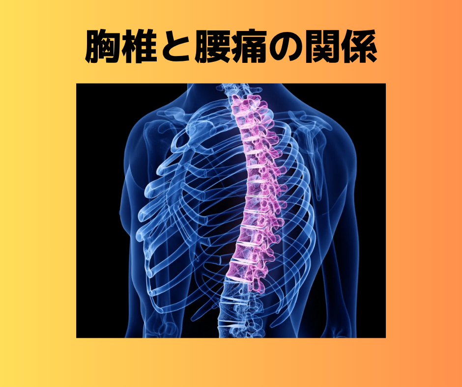 胸椎と腰痛の関係