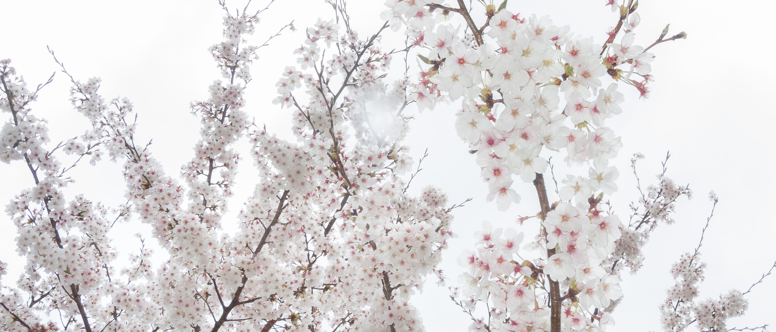 2019年4月 - I just stay here