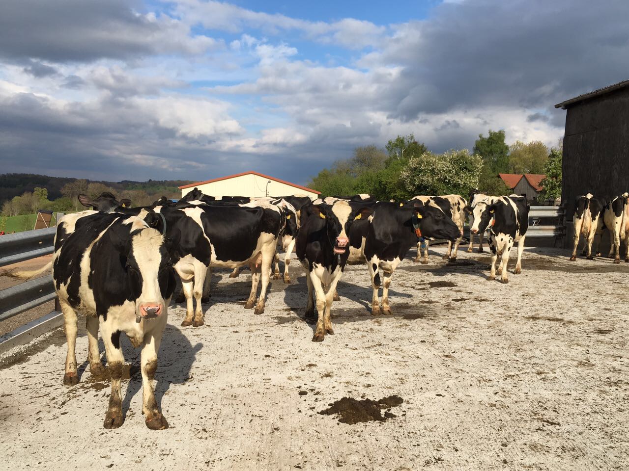 The cows enjoy the sun on our outdoor stable