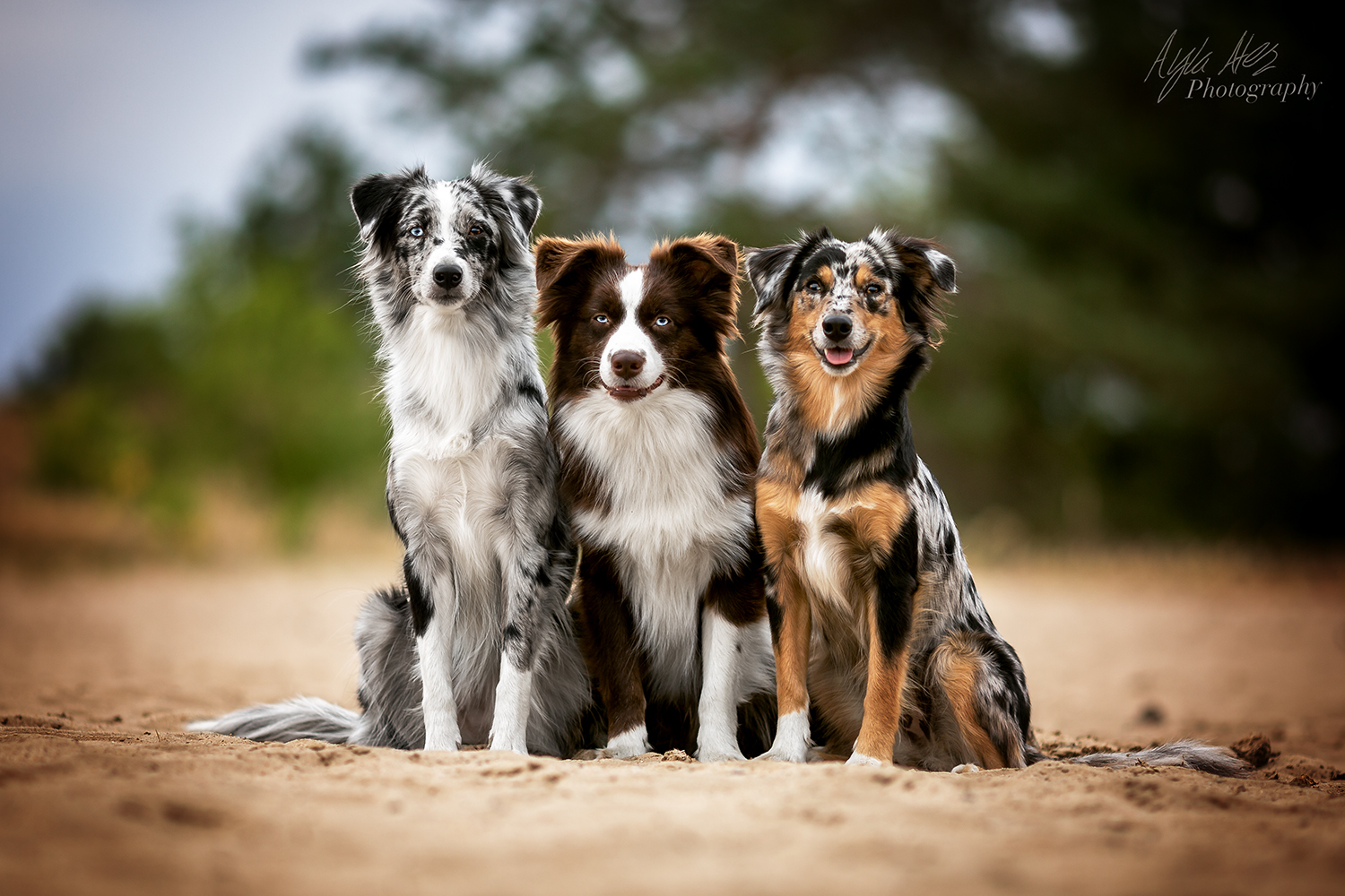 Australian Shepherd Puppies Wine Country Mini Aussies Miniature Australian Sheph In 2020 Australian Shepherd Puppies Australian Shepherd Miniature Australian Shepherd