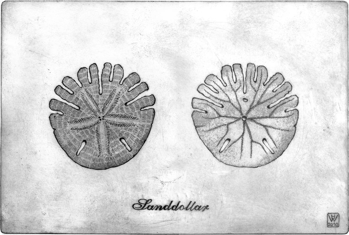 Sanddollar, Radierung  20x30 cm