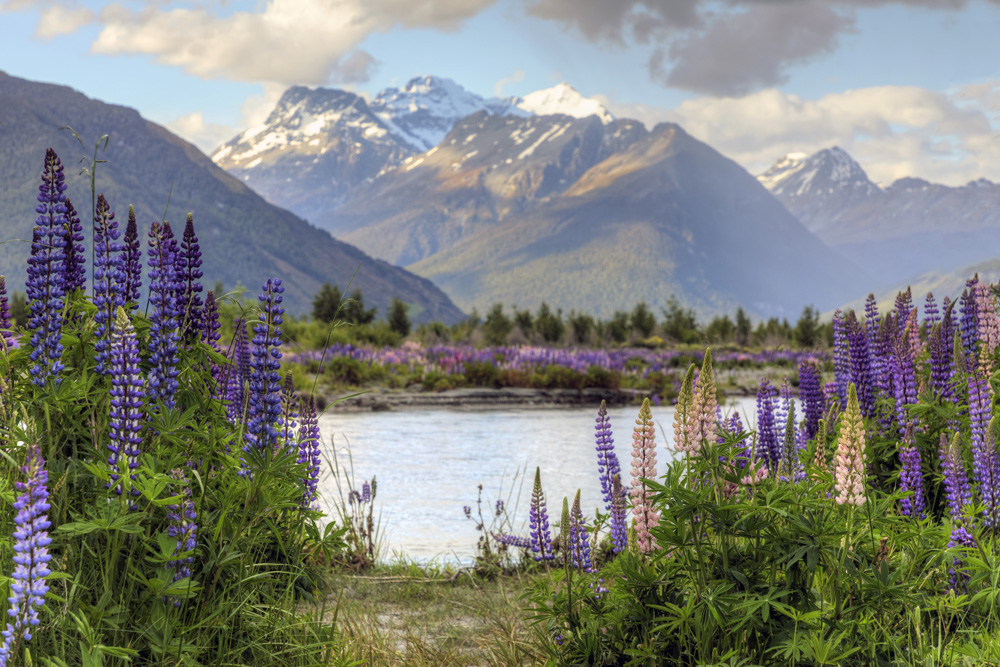 New Zealand