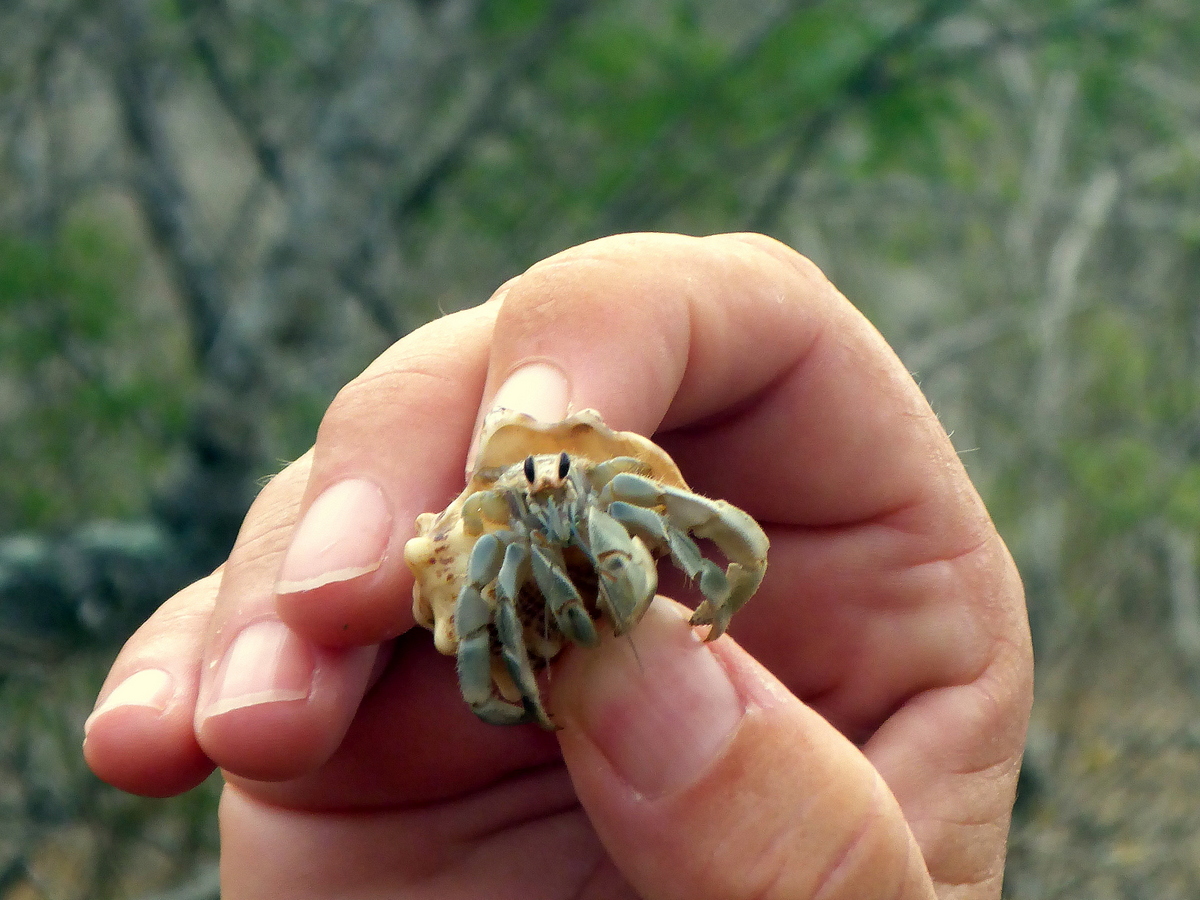 Einsiedlerkrebs (Hermit crab)