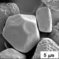 Electron microscopy view of starch nanocrystals