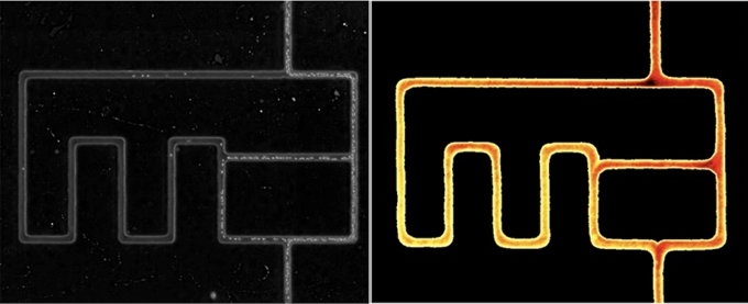 Monitoring of the red blood cells repartition in a microfluidic network (the stream runs from the top of the photo) and view of the erythrocyte volume fraction (haematocrit) in the same device (higher EVF appear in red). Credit: T. Podgorski