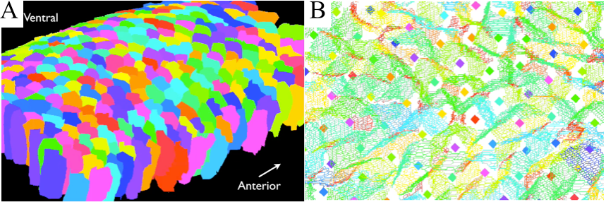 Automated 3D cell tracking in the Drosophila germband. A, Segmented 3D cell shapes. B,  Wire-frame detail of 3D cell-cell interfaces of cells in A.