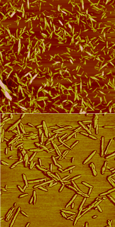 Atomic force microscopy images of cotton cellulose nanocrystals. Top: 3.3 × 3.3 μm; Bottom: 1.1 × 1.1 μm