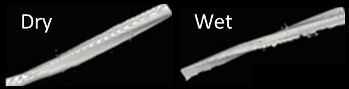 3D imaging of the effect of moisture on a single fiber. The twisting effect is clearly observed on the right under wet conditions (Credit: P. Isaksson)