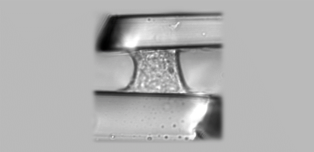 Transmission microscopy image of a single cell adhering between two parallel microplates and submitted to a vertical traction force. The upper microplate is used as a nanonewton force sensor to measure the cell’s response (Credit: MSC Paris Diderot)