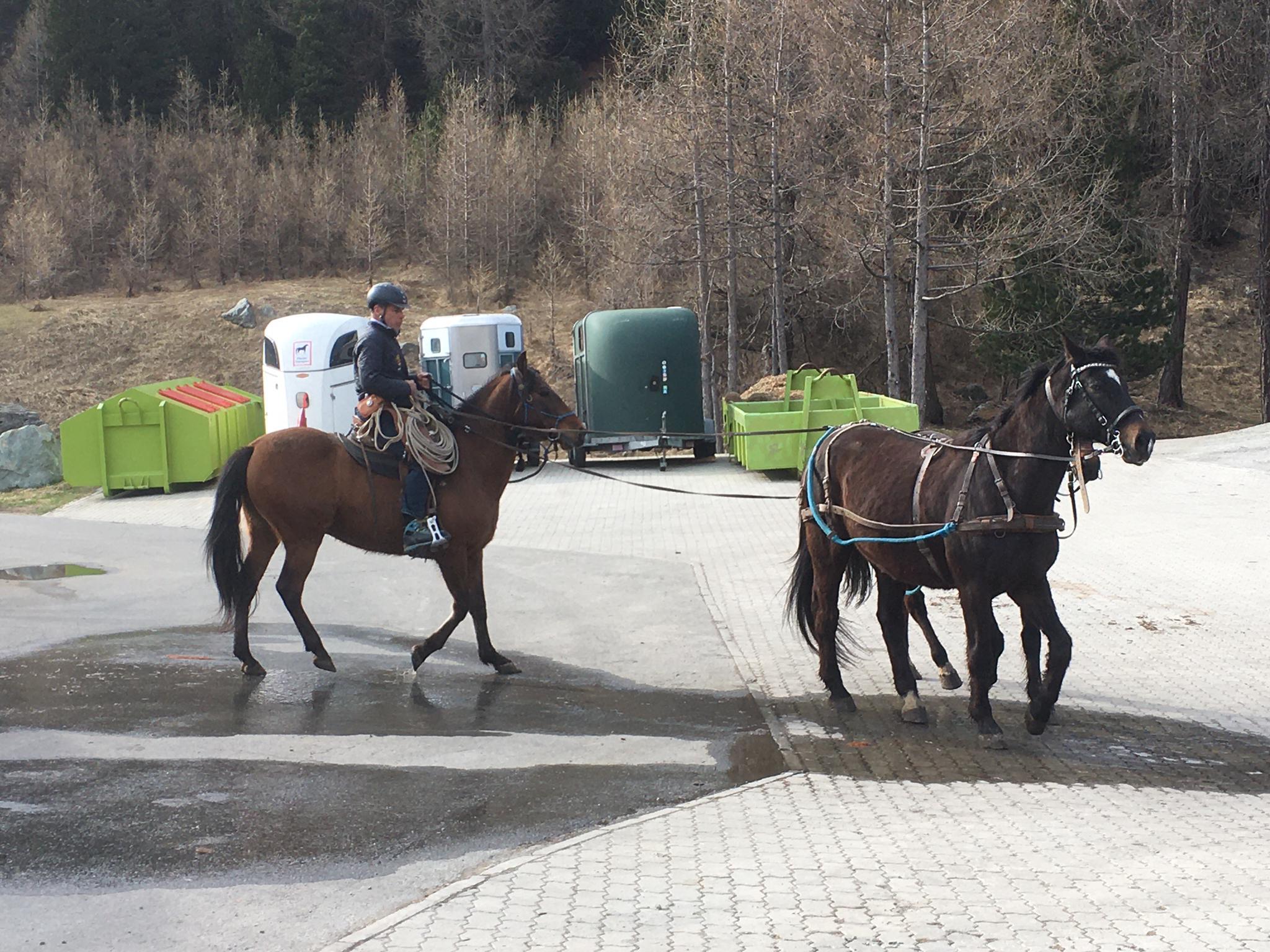 Schneeschmelze im Engadin. Urs hatte keine Lust mehr durch den Matsch zu laufen: Castor wird eingefahren zusammen mit seinem bereits versierten besten Freund Zaubi. Gleichzeitig ist das ein guter Job für den hochsensiblen PRE Risueño.