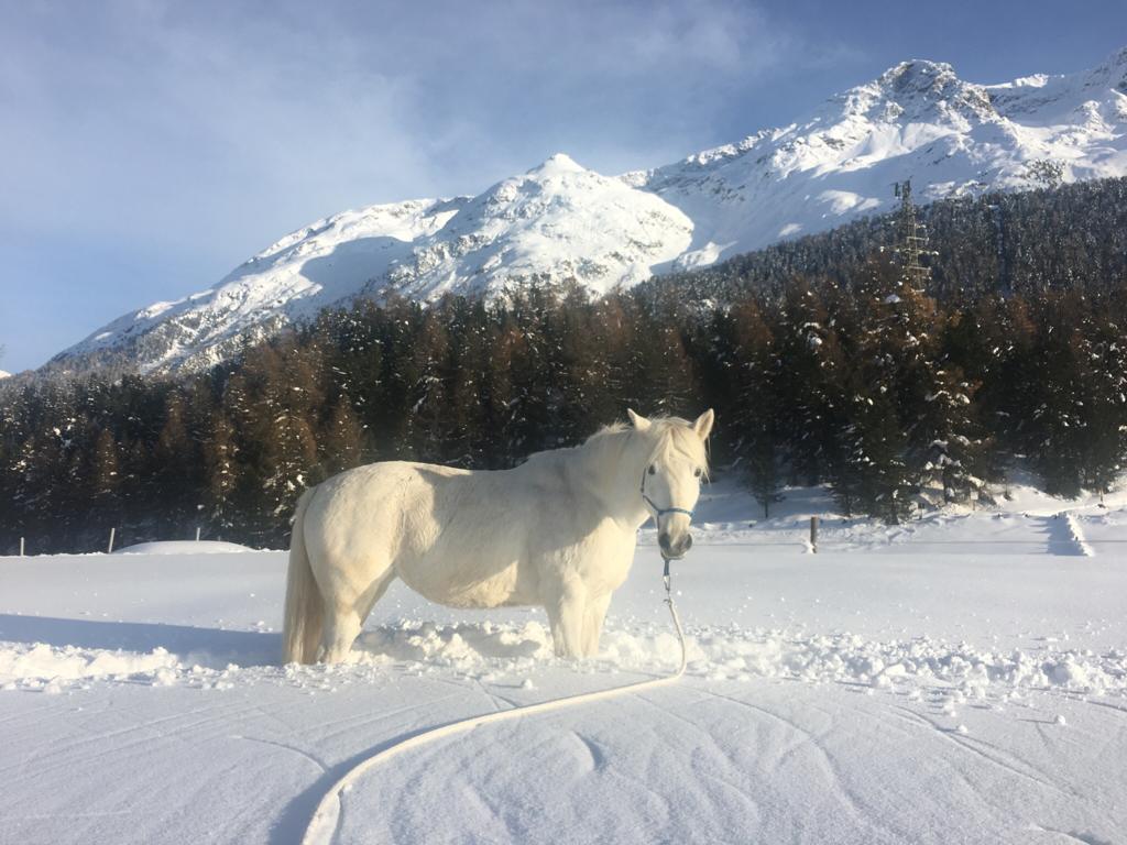 Anfangs Coronazeit Training im Schnee für Camargue Stute Elli