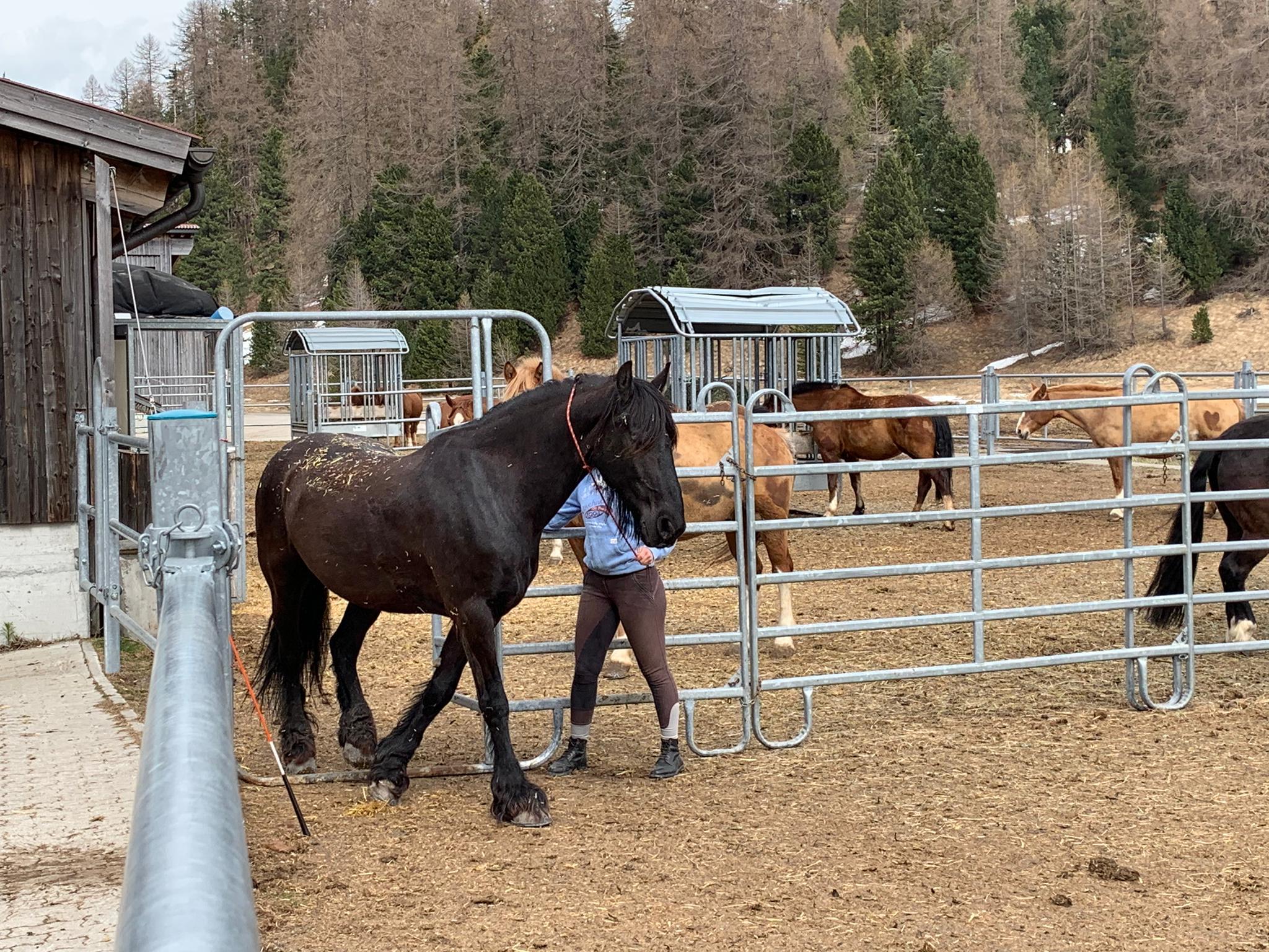 "Obwohl ich in der Lehre bin und unter der Woche wenig Zeit habe, kann ich mit Oski dennoch Quality verbringen: Liberty spielen und Freistil Reiten.