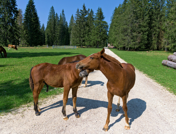 Horsemanship als Studium