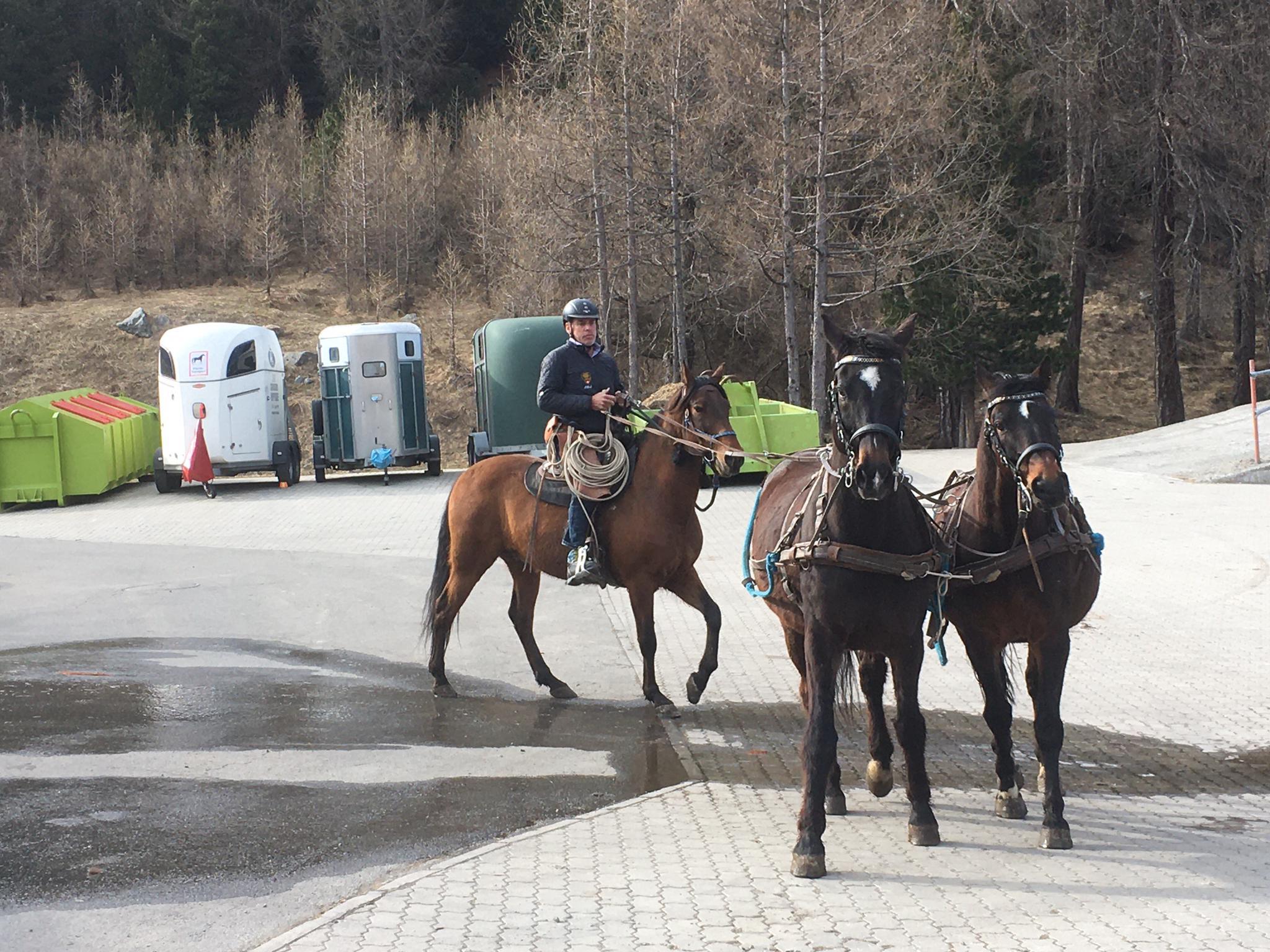 Schneeschmelze im Engadin. Urs hatte keine Lust mehr durch den Matsch zu laufen: Castor wird eingefahren zusammen mit seinem bereits versierten besten Freund Zaubi. Gleichzeitig ist das ein guter Job für den hochsensiblen PRE Risueño.