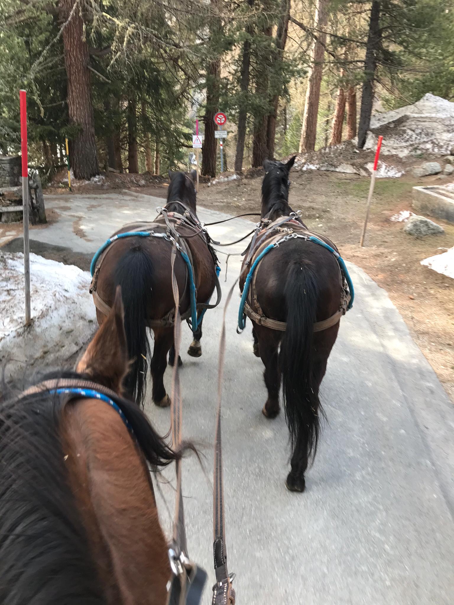 Schneeschmelze im Engadin. Urs hatte keine Lust mehr durch den Matsch zu laufen: Castor wird eingefahren zusammen mit seinem bereits versierten besten Freund Zaubi. Gleichzeitig ist das ein guter Job für den hochsensiblen PRE Risueño.