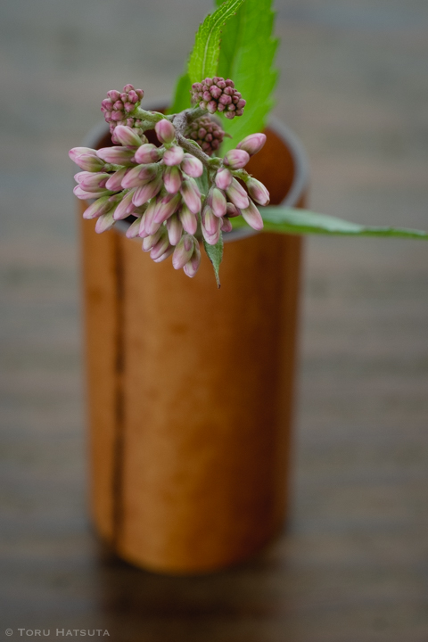 藤袴の花、煤竹茶巾筒を背景に(竹工芸家 初田徹 作)