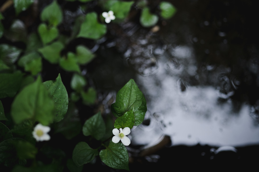 六月。雨が生む