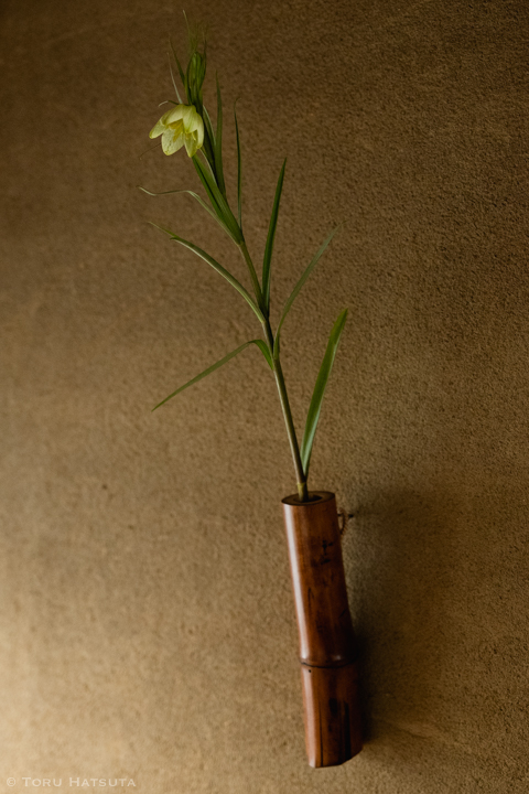 煤竹の掛花入に貝母（アミガサユリ）