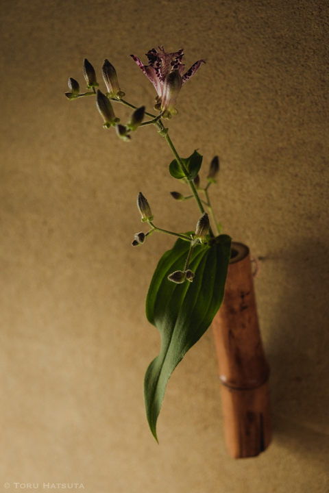 先ほどとすこし角度を変えて。煤竹花入(竹工芸家 初田徹 作)