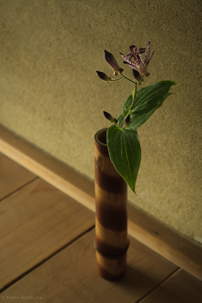煤竹の一輪挿しに杜鵑草の花|Fujifilm X-T20