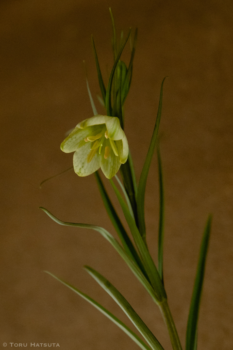 煤竹花入に貝母｜竹工芸家日記、三月 - Toru Hatsuta