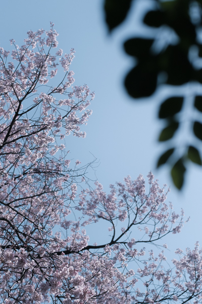落葉樹の桜にも、もうじき若葉が(Fujifilm X-Pro2)